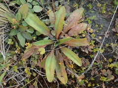 Plantago novae-zelandiae