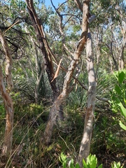 Phonognatha graeffei