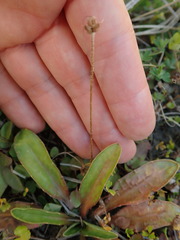 Plantago novae-zelandiae