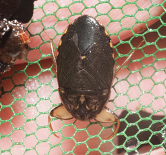 Ambrysus