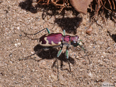 Cicindela formosa