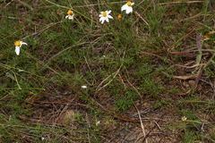 Bidens pringlei