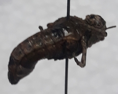 Ocneridia microptera