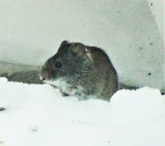 Clethrionomys gapperi