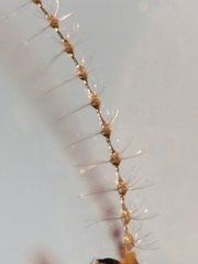 Lestremia