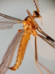 Lestremia