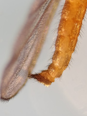Lestremia
