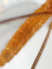 Lestremia