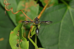 Salpingogaster nigra