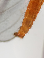 Lestremia