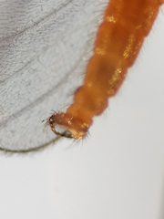 Lestremia