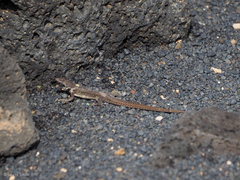Gallotia atlantica