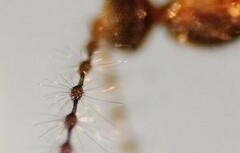 Lestremia