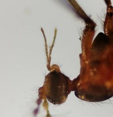 Lestremia