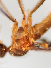 Lestremia