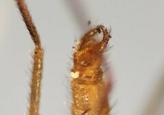 Lestremia