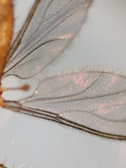 Lestremia