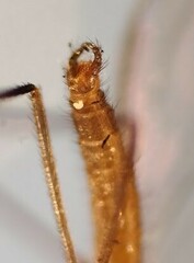 Lestremia