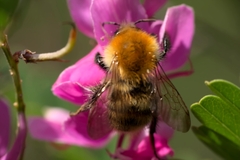 Bombus pascuorum
