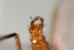 Lestremia