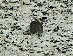 Clethrionomys gapperi