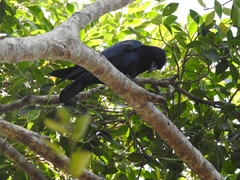 Corvus sinaloae