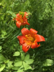 Lilium parvum