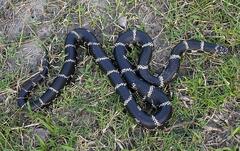 Lampropeltis getula