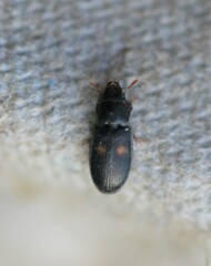 Tenebroides bimaculatus