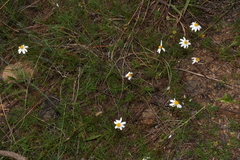 Bidens pringlei