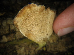 Trametes pubescens