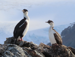 Leucocarbo georgianus