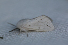 Spilosoma dubia