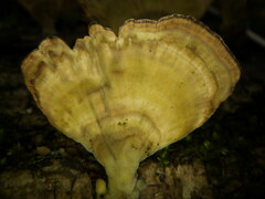 Trametes pubescens