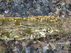 Trametes pubescens