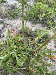 Rumex hastatulus
