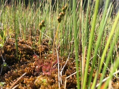 Drosera anglica