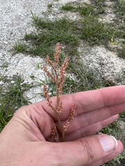 Rumex hastatulus