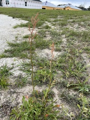 Rumex hastatulus