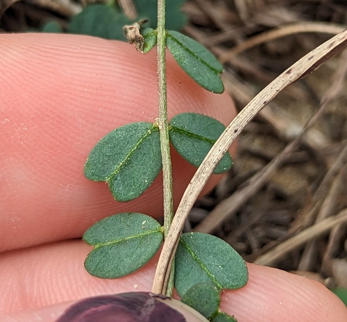 Image of Astragalus obcordatus by no rights reserved
