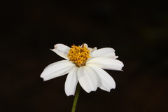 Bidens pringlei