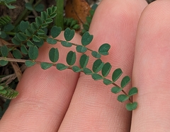 Astragalus obcordatus