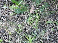 Lysimachia linum-stellatum