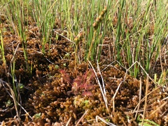 Drosera anglica