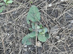 Salvia aethiopis