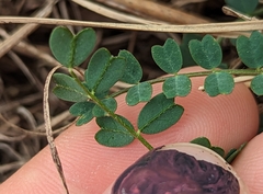 Astragalus obcordatus