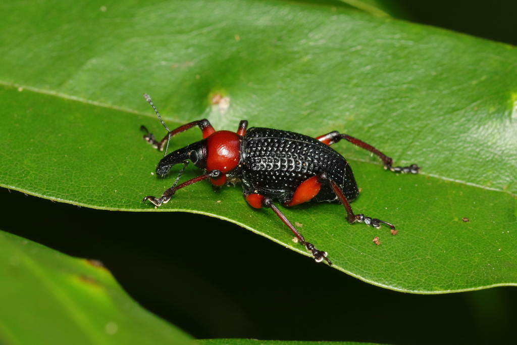 Lasiocnemoides ruficollis