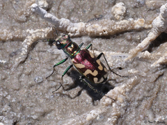Cicindela fulgida