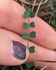 Astragalus obcordatus