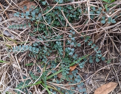 Astragalus obcordatus